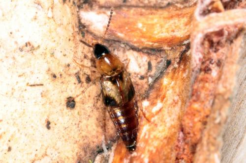 Réf. 197 648 : Lordithon sp.